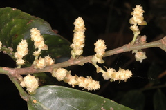 Aporosa bourdillonii